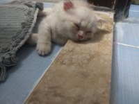 Scottish fold yavrular