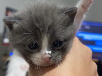 Ücretsiz sahiplendirme british shorthair kedimiz