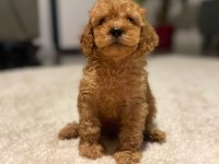 40 günlük poodle yavrularımız yeni sahiplerini bekliyor
