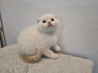 Kendi scottish fold bebeğimiz