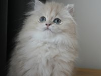 Safkan lilac golden british longhair erkek bebek