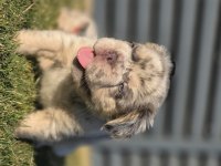 BİG ROPE FLUFFY FRENCH BULLDOG YAVRULARIM