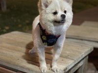 1 yaşında dişi pomeranian boo