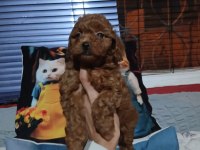 Toy poodle yavrularımız