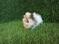 Guinea Pig Yavrular Aynı Gün Set Halinde Teslim Edilir