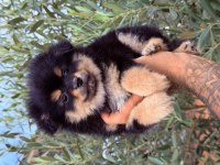 Pomeranian Boo Ayı Surat Yavrular