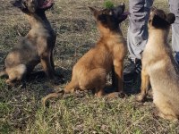 Malinois yavrularımız safkan