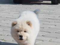 CHOW CHOW YAVRULAR