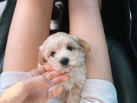 ÜST KALİTE MALTİPOO YAVRULARIM