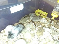 GONZALES HAMSTER