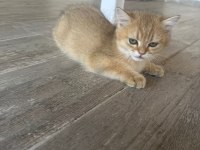 Golden british shorthair safkan 3 aylık