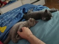 British shorthair yavrularıma kalıcı yuva arıyorum