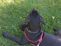5 Aylık Cane Corso