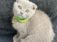 Scottish Fold Lilac Yavrumuza Yuva Arıyoruz
