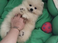 Pomeranian Boo Ayı Surat
