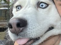 3 YAŞINDA AŞILARI EĞİTİMİ TAM HUSKY