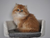 Şecereli Golden British Longhair ny12 dişi 3 aylık