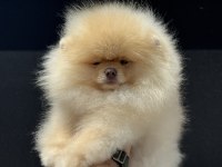 Yaruşma düzeyinde pedigreli teddy pomeranian