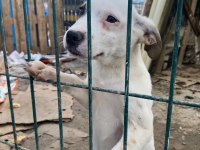 Jack russell melezleri için acil yuva sıcak yuvaları olsun