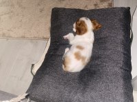 2 buçuk aylık cavalier king charles izmir