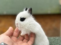 Netherland Dwarf Cüce Tavşan Çiftliği