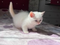 Safkan British Shorthair Yavru Kedilerimiz
