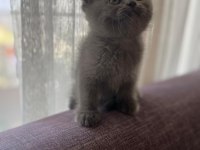 Orjinal ırkta nadir bulunan bir cins british shorthair
