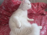 Beyaz british shorthair