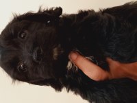İki aylık terrier yavrusu
