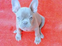 mükemmel anatomi blue quad erkek french bulldog yavru