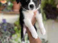 Border Collie yavrular