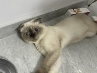 Kedilerim takım olarak verilecek