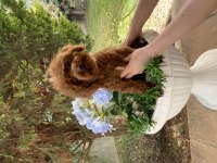 1 YAŞINDA DİŞİ KORE POODLE