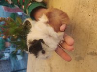 Erkek Uzun Tüy Yavru Guinea Pig