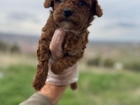 Türkiyenin en güzel poodle