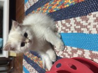 British shorthair kedisi