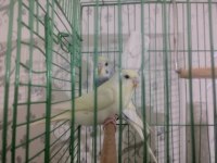 40 günlük erkek dişi muhabbet kuşlar