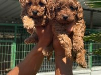 Maltipoo yavrular çiftlikten