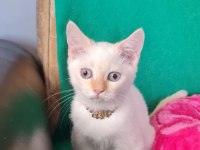 Redpoint British Shorthair yeni yuvasını bekliyor