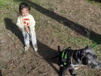 Cane corso blue 7 aylık erkek yavru