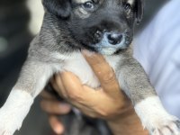 Altın kız kangal yavrusu sahnede