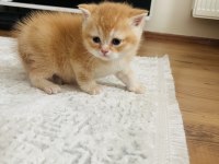 Eşsiz güzellikteki golden british shorthair yavrumuz