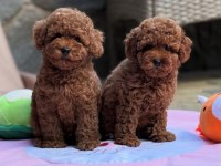 KORE TOY POODLE YAVRULAR