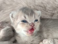 A ŞECERELİ ÇOK GÜZEL YAVRULAR SÜTTEN YENİ KESİLDİLER