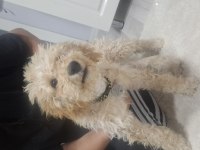 sahibinden toy poodle