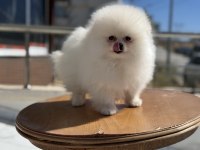 Show kalite pomeranian yavrular ziyarete açık