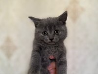 A+ Kalite British Shorthair Yavrumuz Yeni Ailesini Bekliyor