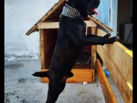 A şecereli kan hattı cane corso