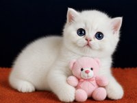 British Shorthair Golden Yavrular