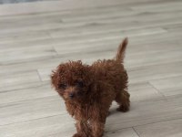 SÜPER KALİTEDE POODLE SAĞLIK GARANTİLİ GÜVENİLİR